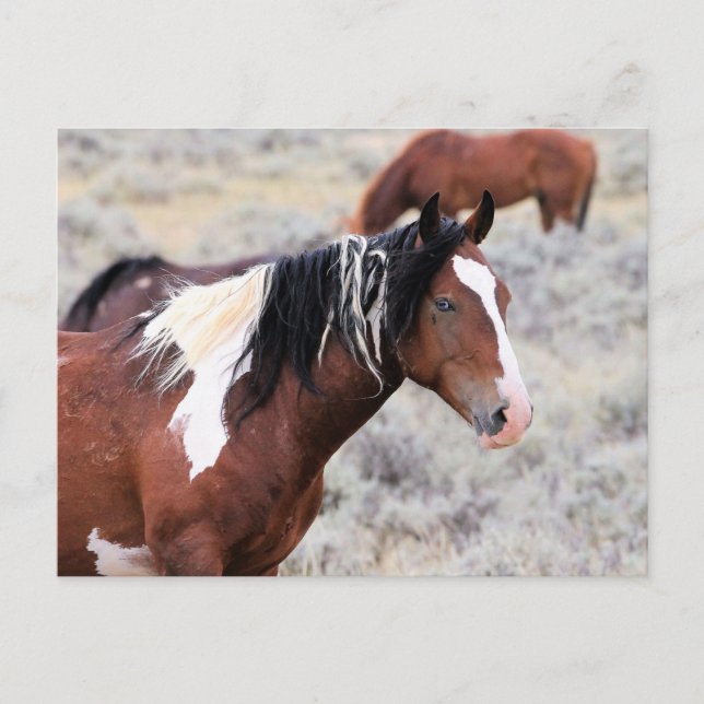 McCullough Peaks Wild Horses Postcard (Front)