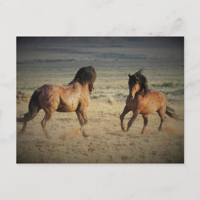 McCullough Peaks Wild Horses Postcard (Front)