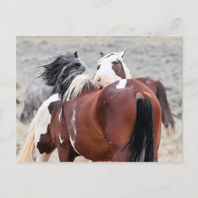 McCullough Peaks Wild Horses Postcard (Front)