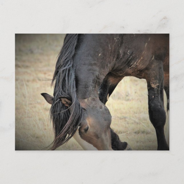 McCullough Peaks Wild Horses Postcard (Front)