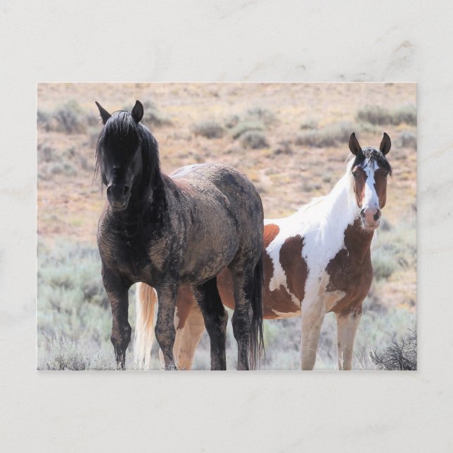 McCullough Peaks Wild Horses Postcard (Front)