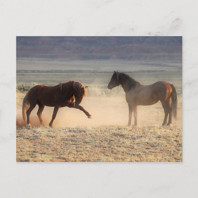 McCullough Peaks Wild Horses Postcard (Front)