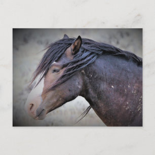 McCullough Peaks Wild Horses Postcard