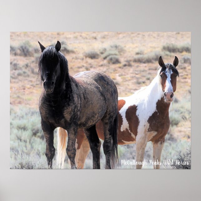 McCullough Peaks Wild Horses Poster (Front)