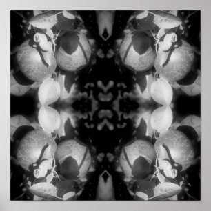 McIntosh Apples On Tree Black And White Abstract  Poster