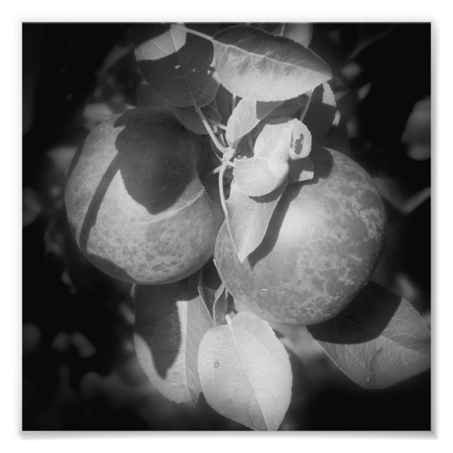 McIntosh Apples On Tree In Black And White 8x8 Photo Print (Front)
