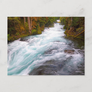 McKenzie River Oregon Postcard