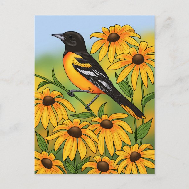 MD State Bird Oriole & Black-eyed Susan Flower Postcard (Front)