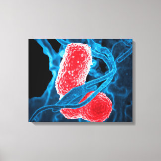 (MDR) Klebsiella pneumoniae abstract art biology Canvas Print