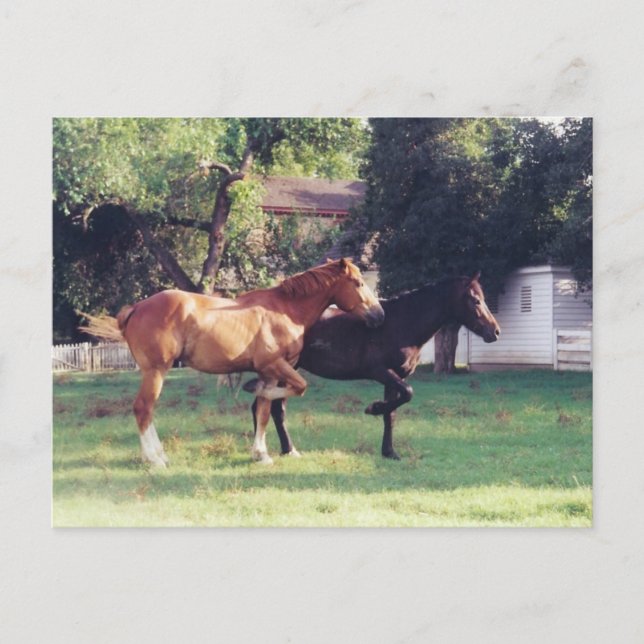 ME & MY SHADOW -postcard Postcard (Front)