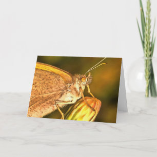 Meadow Brown Beautiful Butterfly Art Card