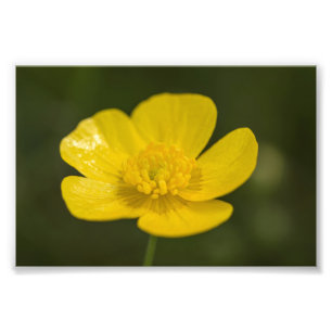 Meadow Buttercup Photo Print