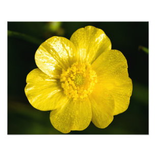 Meadow Buttercup Photo Print