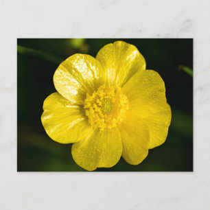 Meadow Buttercup  Postcard