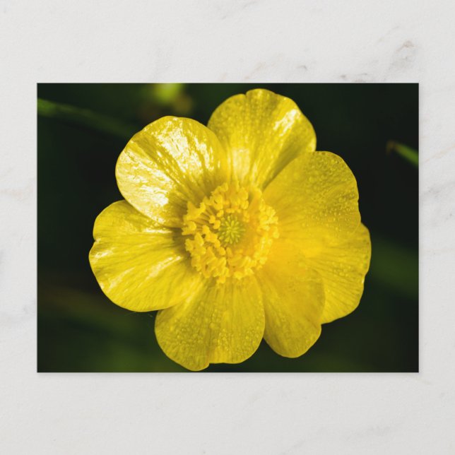 Meadow Buttercup  Postcard (Front)