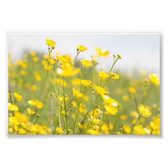 Meadow Buttercups Photo Print (Front)