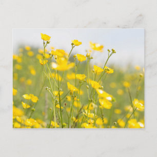 Meadow Buttercups Postcard
