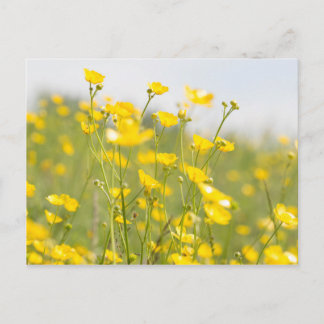 Meadow Buttercups Postcard