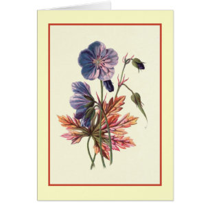 "Meadow Cranesbill" Botanical Illustration