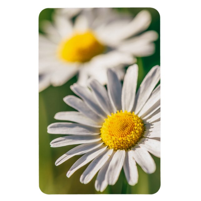 Meadow daisy flower magnet (Vertical)
