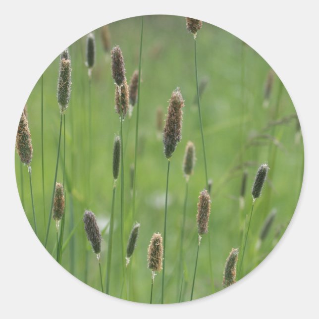 Meadow Foxtails Classic Round Sticker (Front)