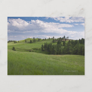 Meadow in Custer State Park Postcard