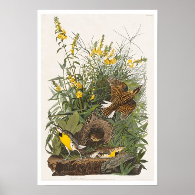 Meadow Lark by Audubon Poster (Front)