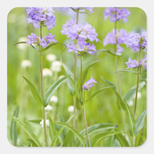 Meadow of penstemon wildflowers in the square sticker