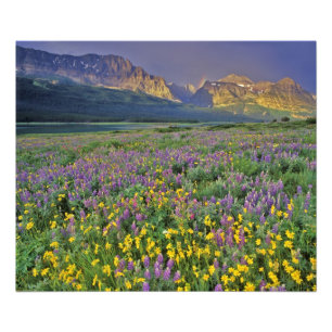 Meadow of wildflowers in the Many glacier Photo Print