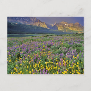 Meadow of wildflowers in the Many glacier Postcard