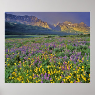 Meadow of wildflowers in the Many glacier Poster