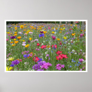 Meadow of Wildflowers Poster