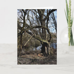 Meadowlands nature card