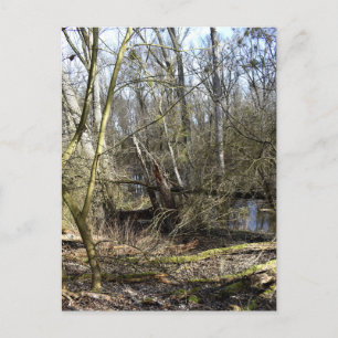 Meadowlands nature postcard