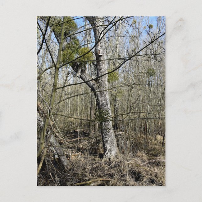 Meadowlands nature postcard (Front)