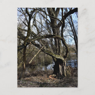 Meadowlands nature postcard