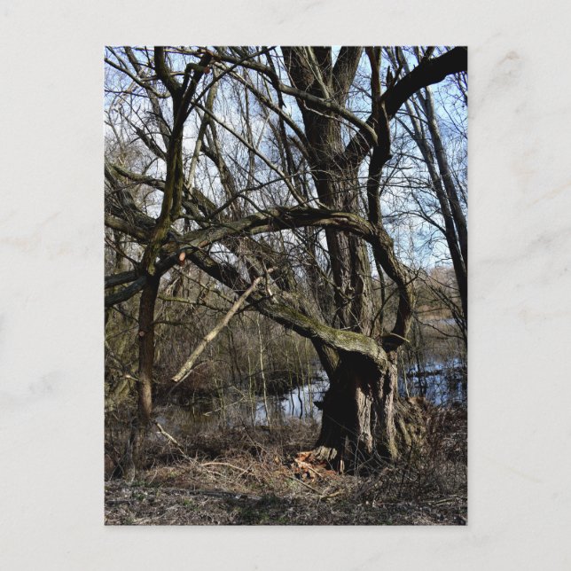 Meadowlands nature postcard (Front)