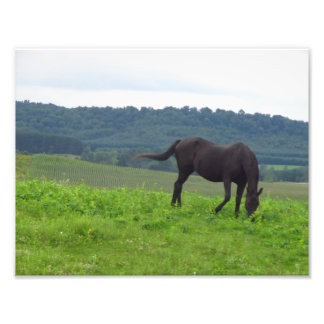 Meadows of Love Photo Print