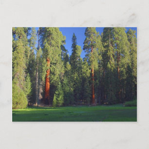 Meadows Sequoia Postcard