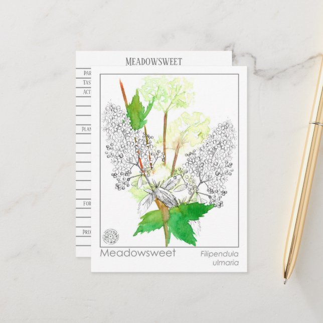 Meadowsweet Herb Materia Medica Knowledge Card (Front/Back In Situ)