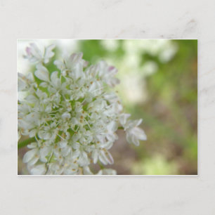 Meadowsweet Postcard