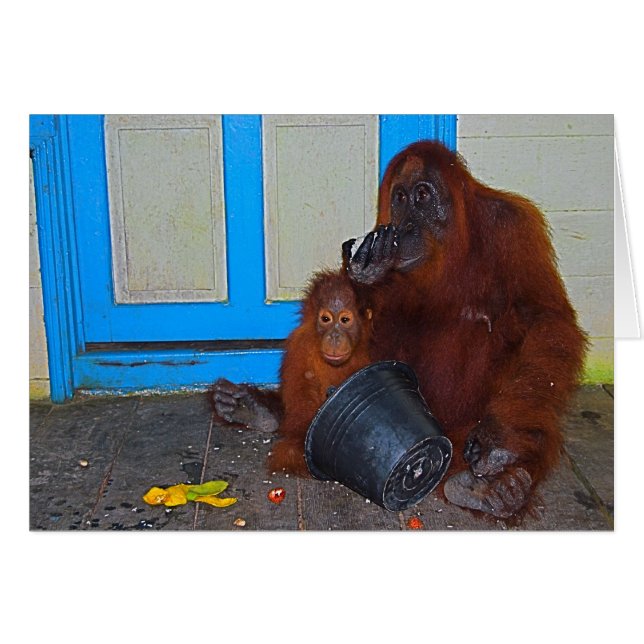 Mealtime with Mummy Orangutan (Front Horizontal)