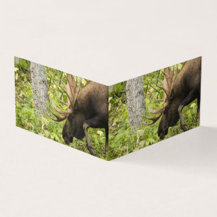 Meandering Moose