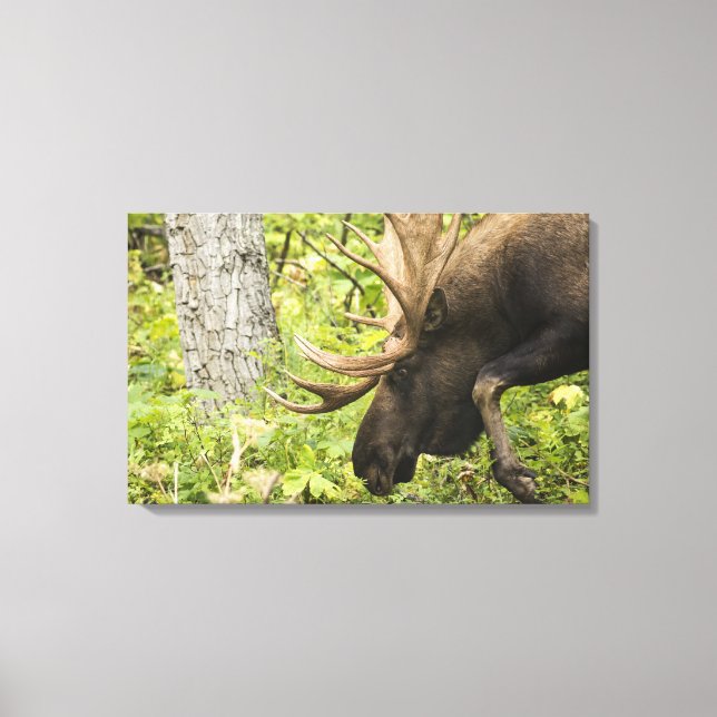 Meandering Moose Canvas Print (Front)
