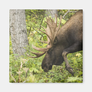 Meandering Moose Magnet