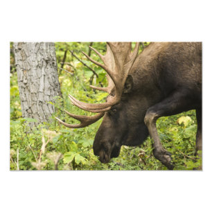 Meandering Moose Photo Print