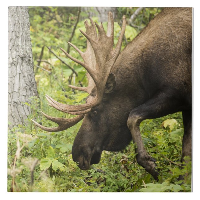 Meandering Moose Tile (Front)