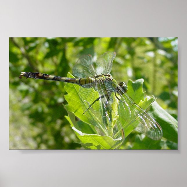 Mebourne Dragonfly Poster (Front)