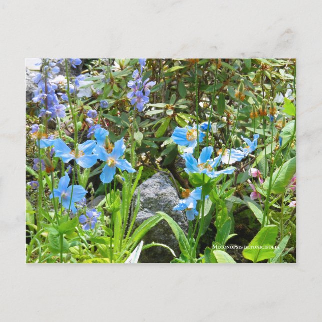 Meconopsis betonicifolia [Postcard] ポストカード Postcard (Front)