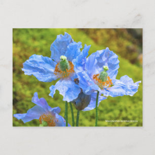 Meconopsis betonicifolia [Postcard] ポストカード Postcard